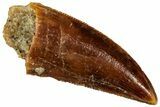 Serrated Raptor Tooth - Real Dinosaur Tooth #300964-1